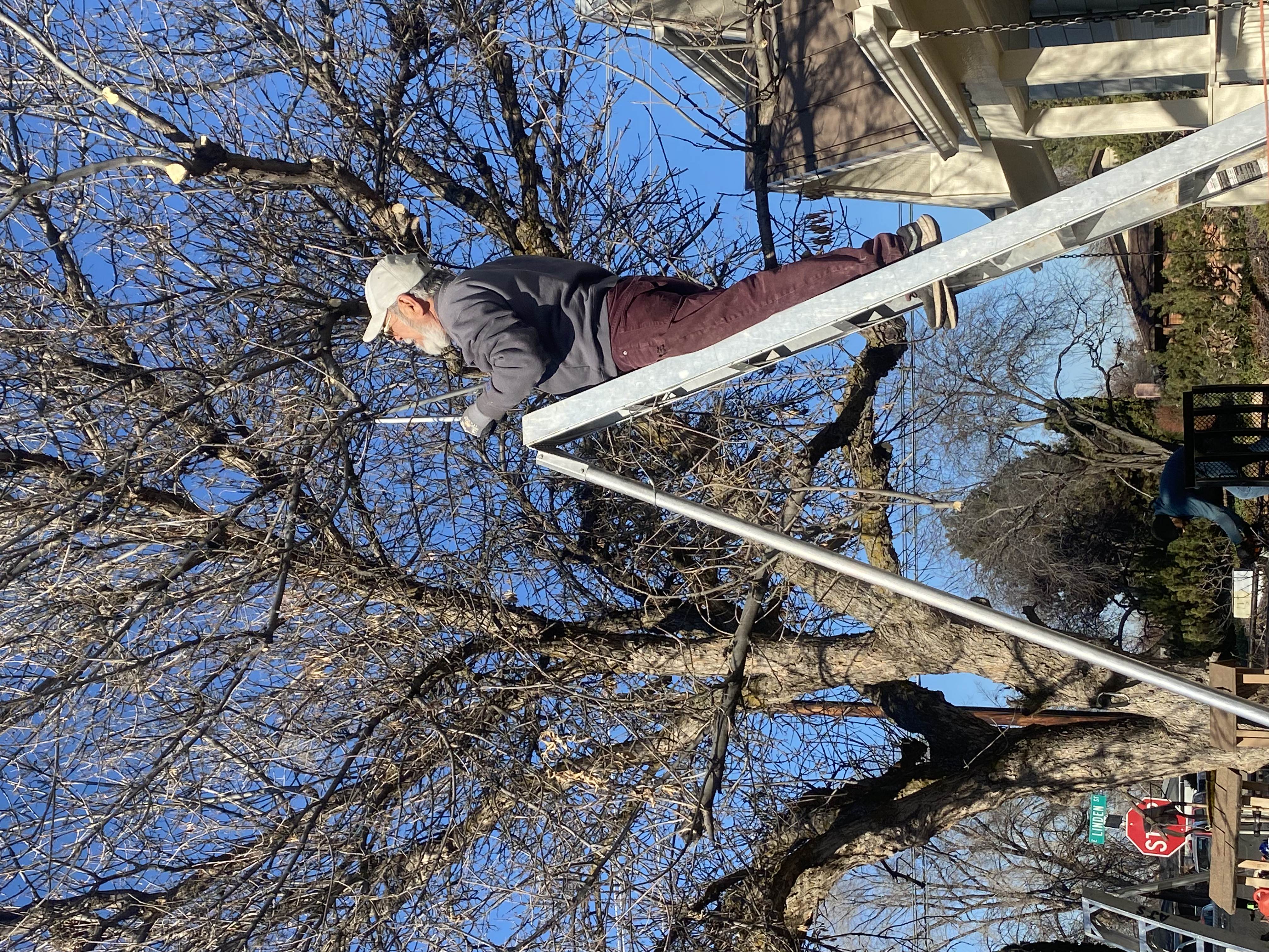 A certified arborist safely pruning a large tree.