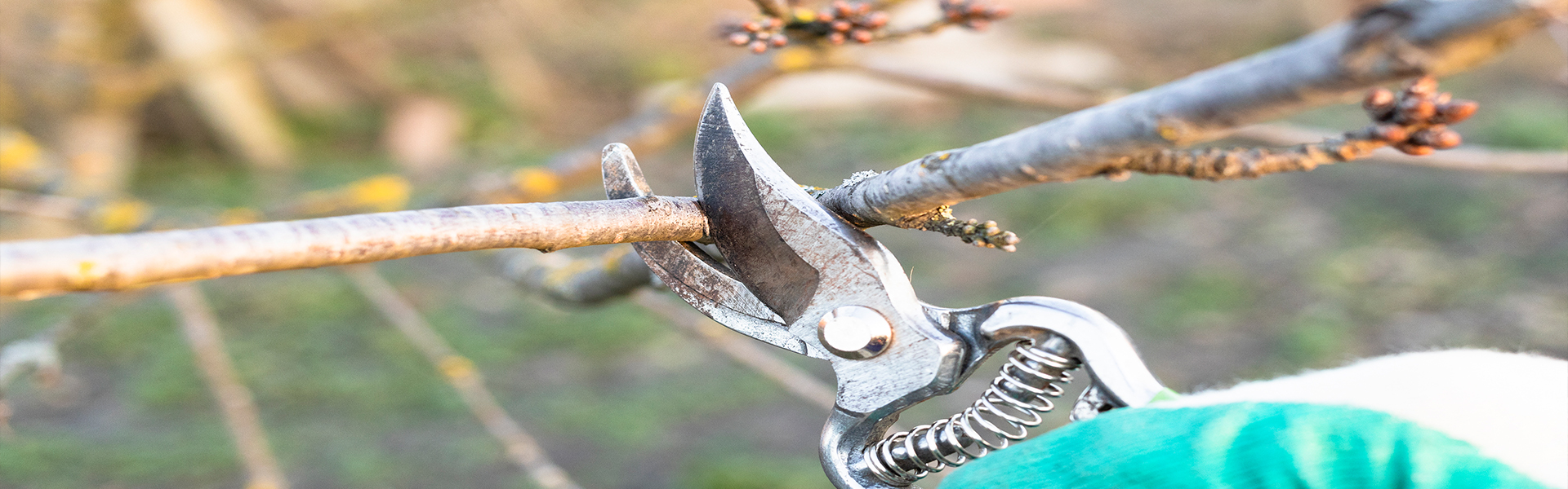 An arborist carefully pruning a large tree branch.