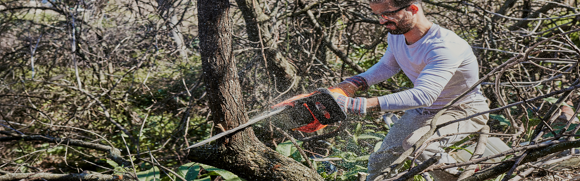 An arborist expertly pruning a large tree.